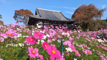 【般若寺（奈良県奈良市）】コスモスが咲き誇る文殊菩薩の寺