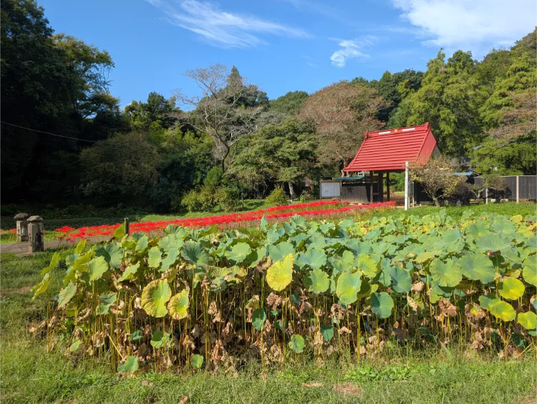 千葉県印西市 結縁寺 彼岸花