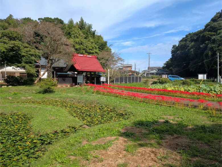 千葉県印西市 結縁寺 彼岸花