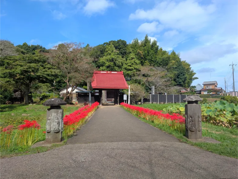 千葉県印西市 結縁寺 彼岸花