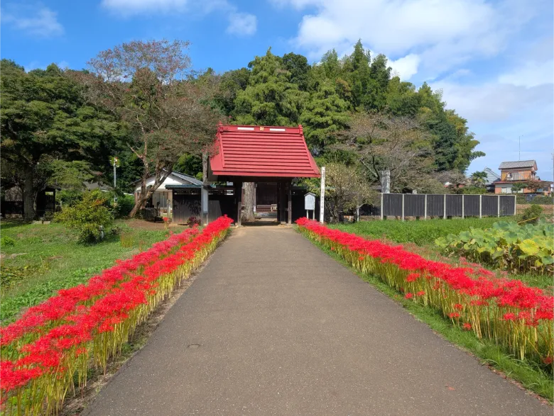 千葉県印西市 結縁寺 彼岸花