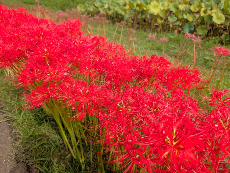 千葉県印西市 結縁寺 彼岸花