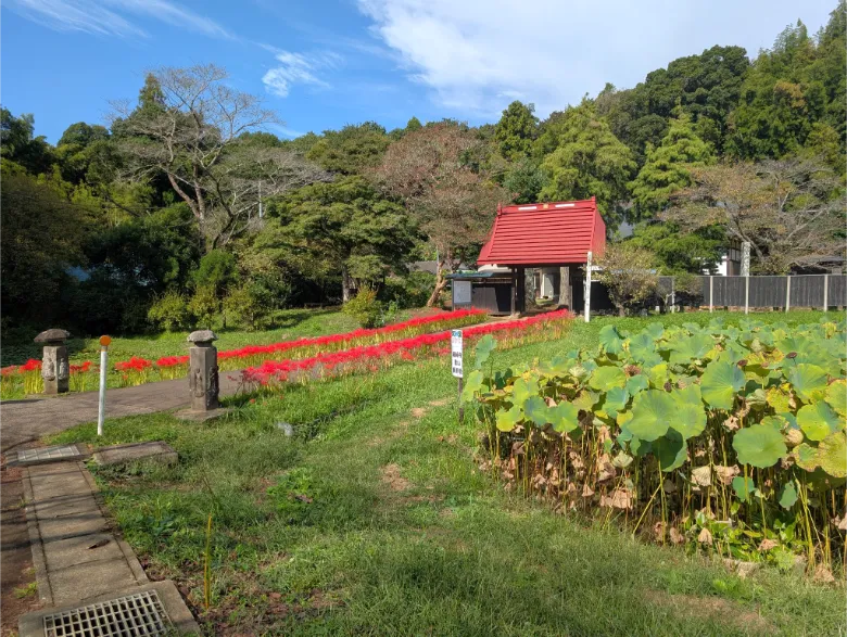 千葉県印西市 結縁寺 彼岸花