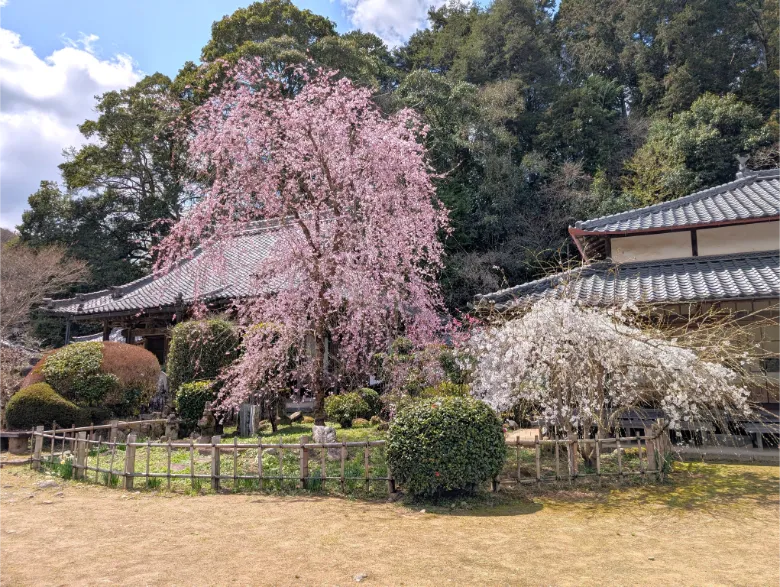 奈良県宇陀市 大野寺 桜
