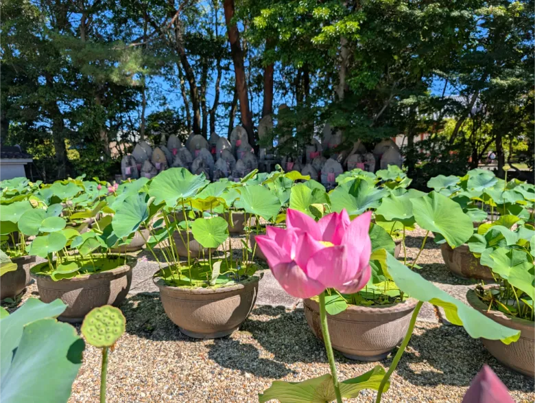 奈良県奈良市 喜光寺 ハス